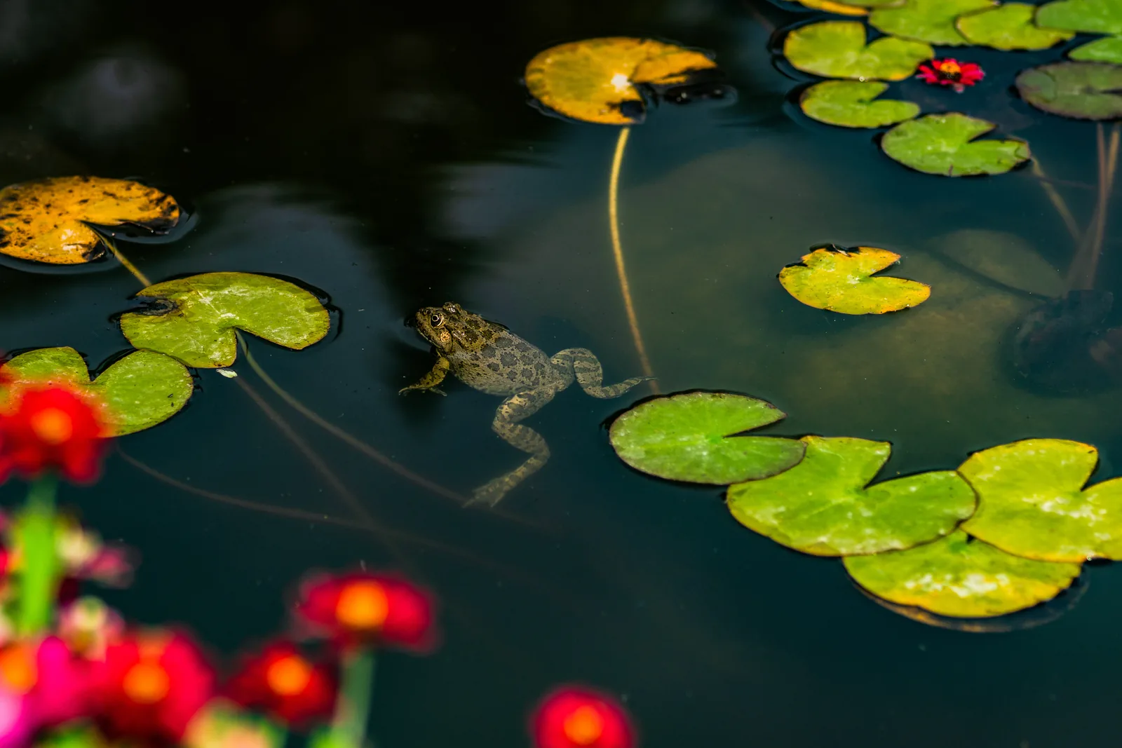 Ablagerungen, Sedimente und Teichschlamm entfernen: Wann eine Teichreinigung sinnvoll ist 2 Naturnaher Gartenteich mit Frosch und Wasserpflanzen