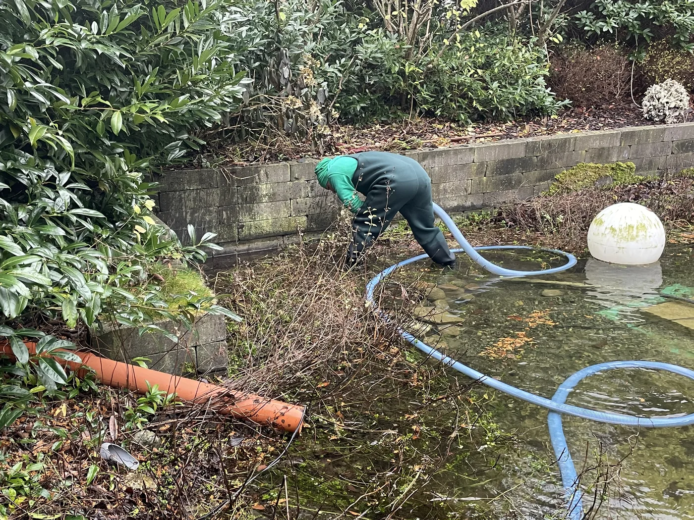 Wasserlinsen im Gartenteich entfernen: Was bei starkem Befall wirklich hilft 2 Teichreinigung mit Absaugtechnik in einem Gartenteich