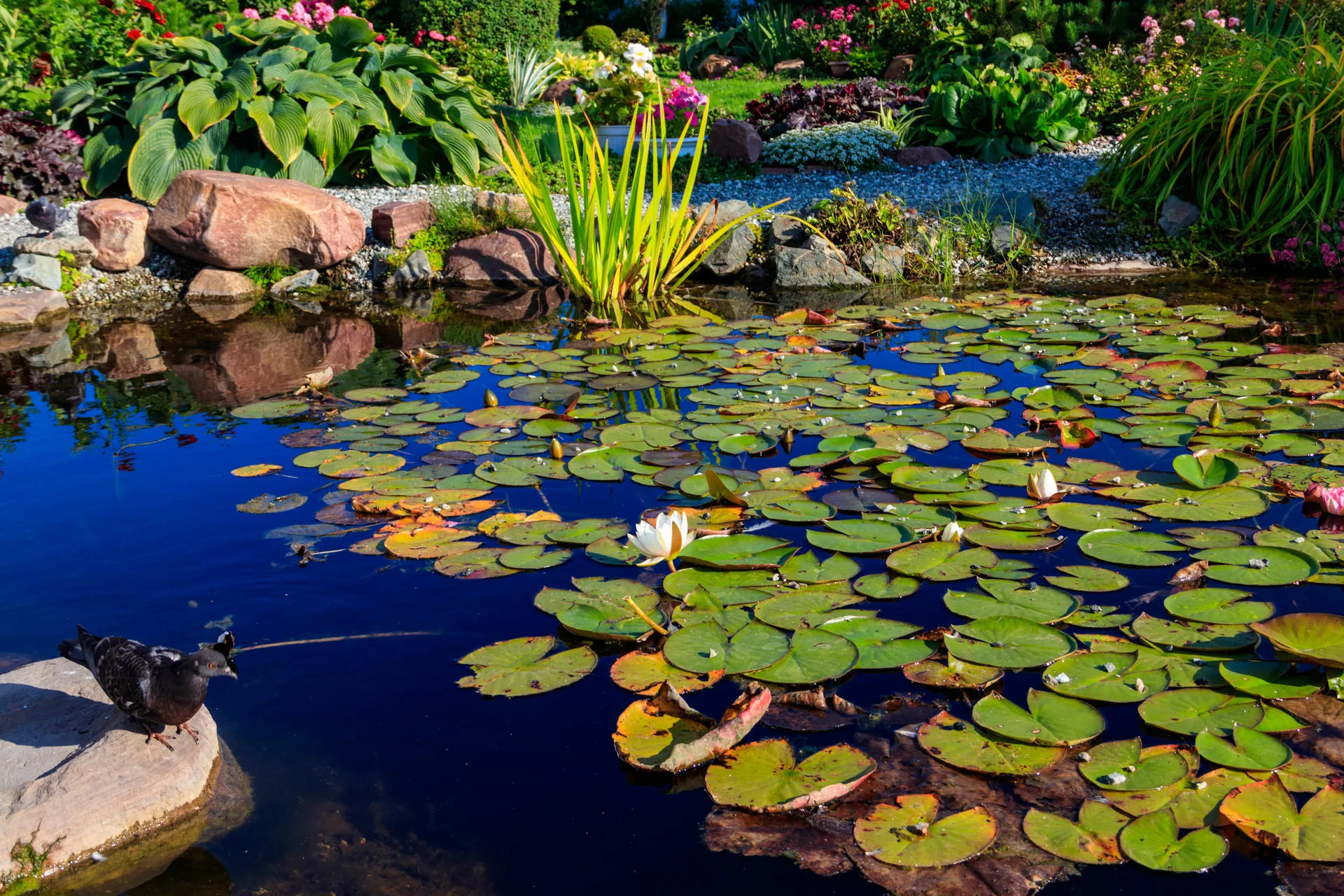 Ablagerungen, Sedimente und Teichschlamm entfernen: Wann eine Teichreinigung sinnvoll ist 4 Gepflegter Gartenteich mit Seerosen und bepflanztem Ufer