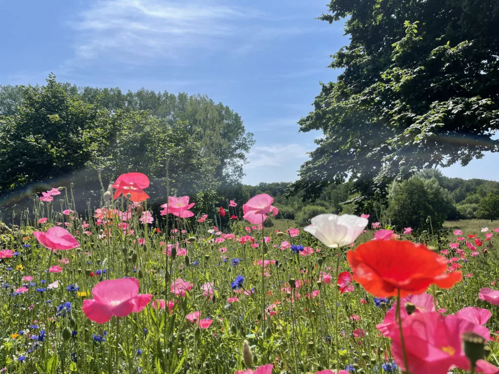 Lebendige Wildblumenwiese in einem Privatgarten