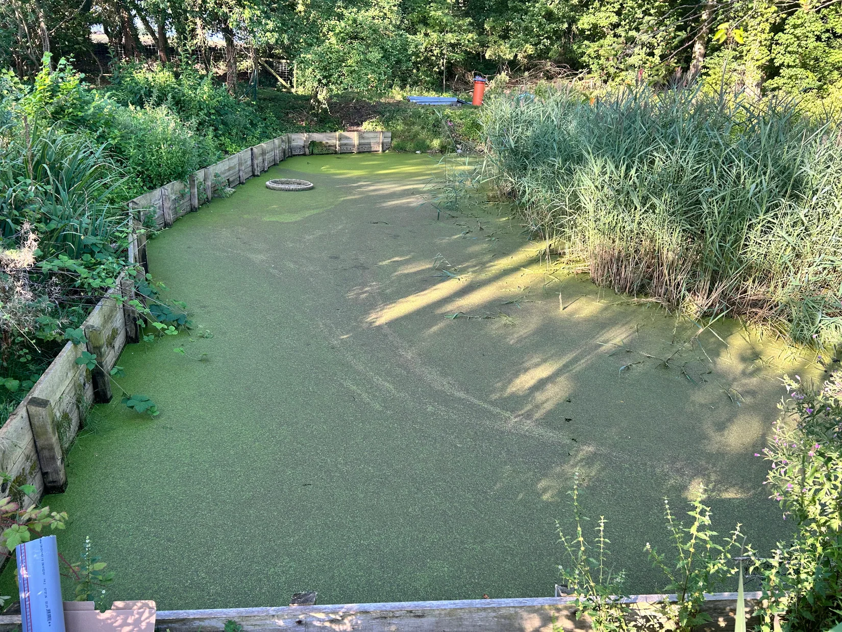 Gärtner Kiel 6 Wasserfläche vor der Teichpflege