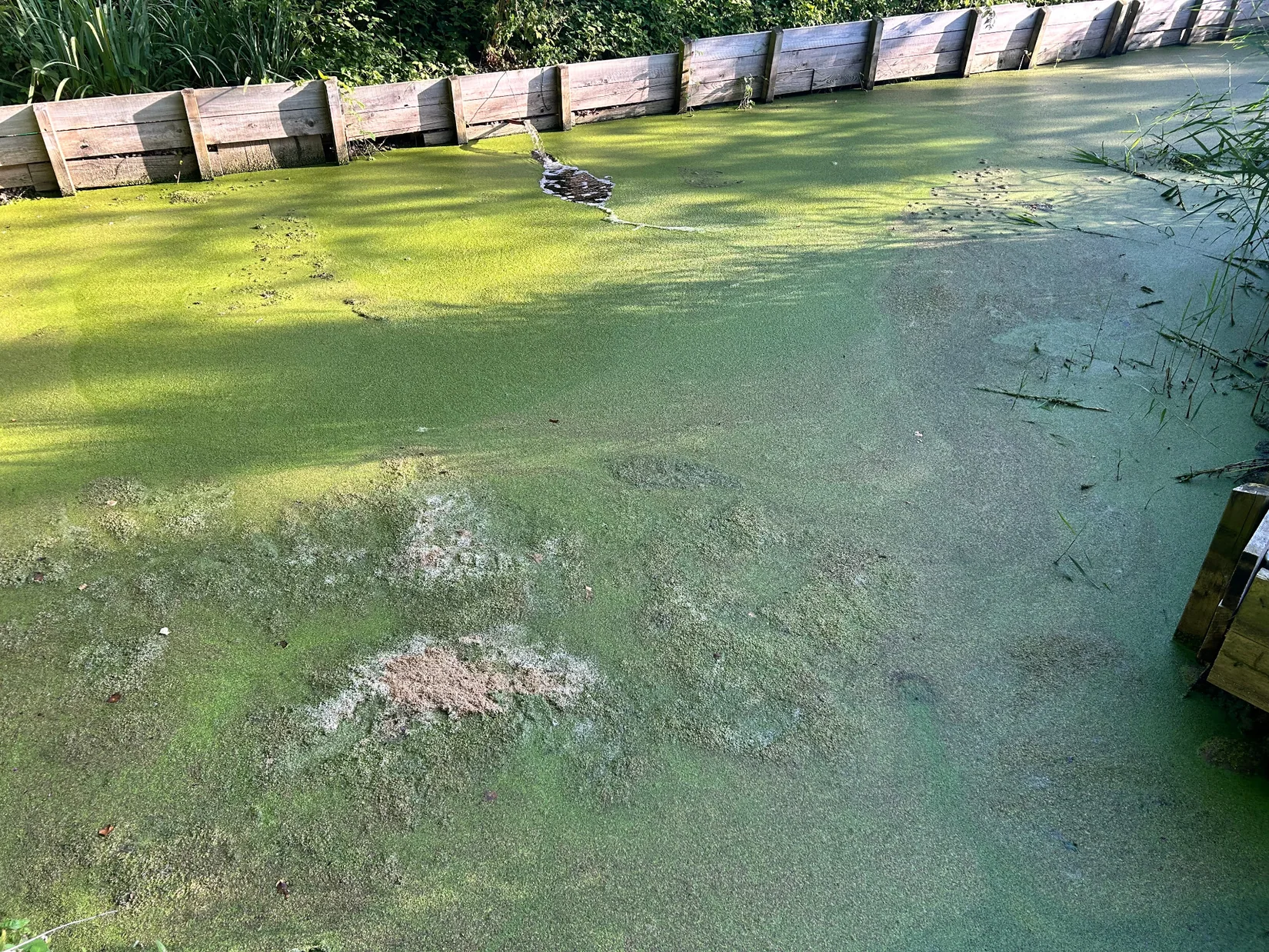 Wasserlinsenteich 4 Detailaufnahme der Wasserlinsen