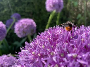Biene auf Kugellauch