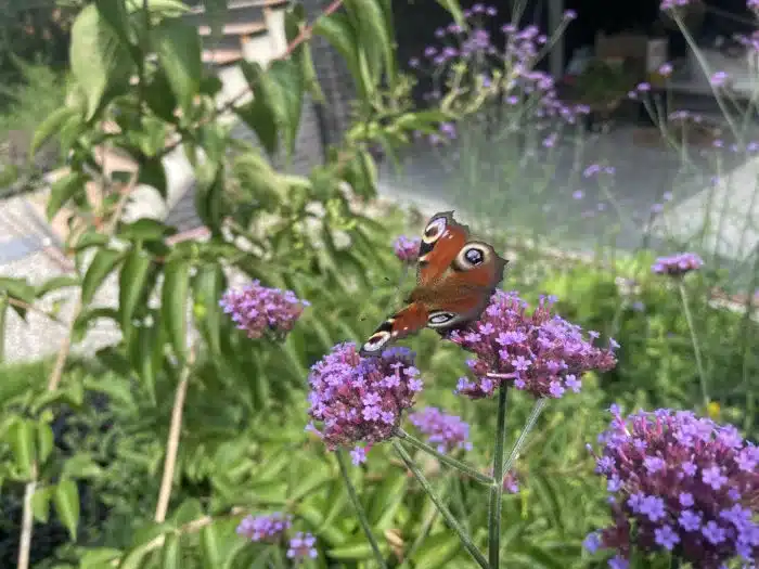 Gartengestaltung Kiel 1 Regionale Stauden Gartengestaltung Kiel